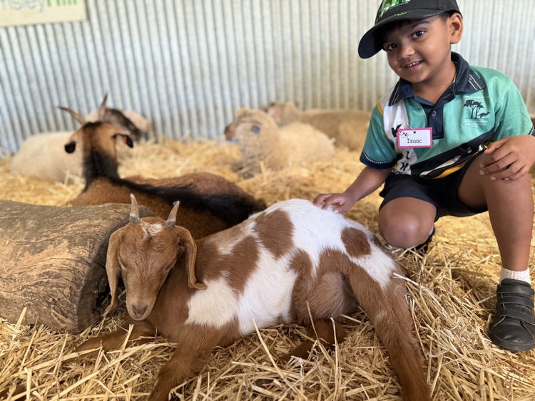 a boy patting a goat